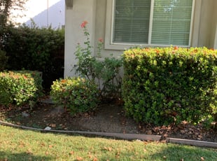 Bush Trimming by Jonathan Allen for Aaron S. in Sacramento, CA