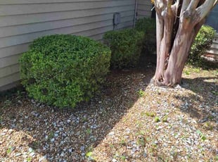 Bush Trimming by Marsha Cooper for Linda W. in Lawrenceville, GA