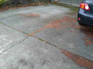 Leaf Removal by Dana Knickerbocker for Jonah S. in Seattle, WA