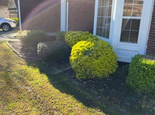 Bush Trimming by Michael Marshall for Alison H. in Dacula, GA