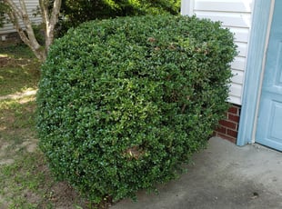 Bush Trimming by Mario Giallombardo for Jesse R. in Williamsburg, VA