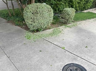 Bush Trimming by Elston Diaz for Lauren W. in Dallas, TX