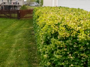 Bush Trimming by Jeffery Hartupee for Faith C. in Kansas City, MO