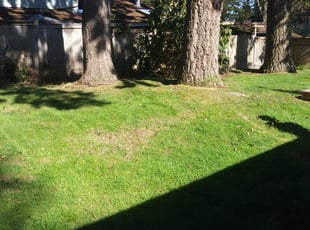 Cleanups by Coben Varland for Katherine P. in Redmond, WA