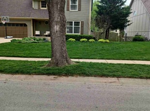 Diane M.'s Lawn Mowing service result