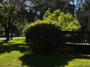 Bush Trimming by C C for Troy B. in East Lansing, MI