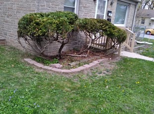 Bush Trimming by Freddie Wilson for Gloria M. in Milwaukee, WI