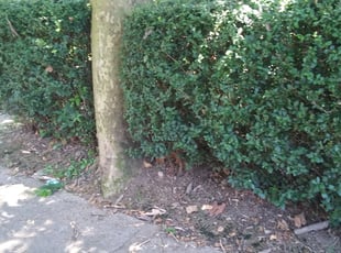 Bush Trimming by Robert McDonald for Kristina R. in Pittsburgh, PA