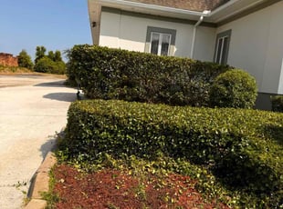 Bush Trimming by Delson Auguste for Mary G. in Jacksonville, FL