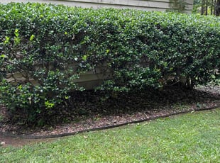 Bush Trimming by Andrew White for Michael C. in Stockbridge, GA