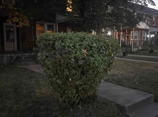 Bush Trimming by Derrick Cole for Kevin J. in Baltimore, MD