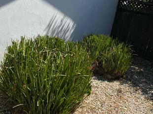 Weeding by Uriel Aldrete for Tom R. in Citrus Heights, CA