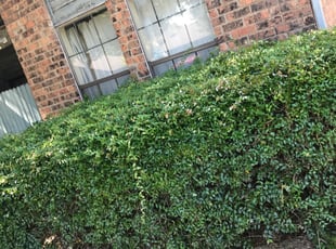 Bush Trimming by Emir Catalan for Hope P. in Richardson, TX