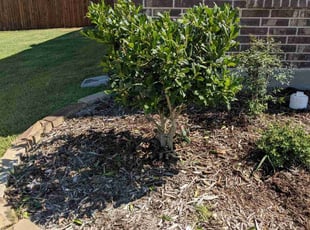 Bush Trimming by Michael Corradengo for Steve H. in Anna, TX