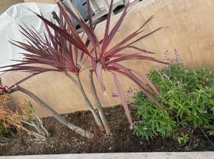 Bush Trimming by George Islas for Ruben V. in Huntington Beach, CA
