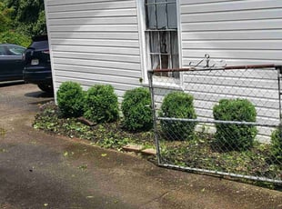 Pascal F.'s Bush Trimming service result