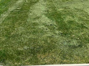Sara A.'s Lawn Mowing Service service result