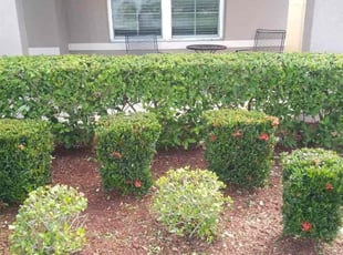 Bush Trimming by Mark Daley for Courtney S. in Palm Bay, FL