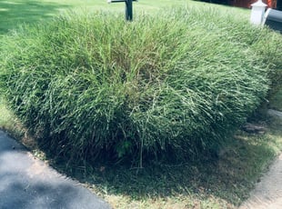 Bush Trimming by Carlos Alba for Dennis H. in Springfield, VA