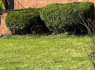 Bush Trimming by James Mozelle for Keith R. in Hampton, VA
