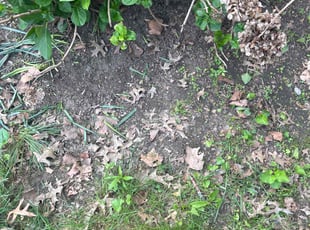 Weeding by Kimberly Mitchell for Renee L. in Cleveland, OH