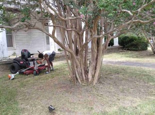 Bush Trimming by Kassandra Winters for Kathryn B. in Mansfield, TX