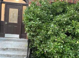 Bush Trimming by Desean Bennett for Nadiyah S. in Washington, DC