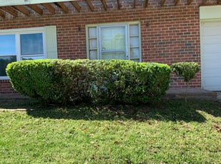 Bush Trimming by Dalton Cavender for Heather R. in Chattanooga, TN