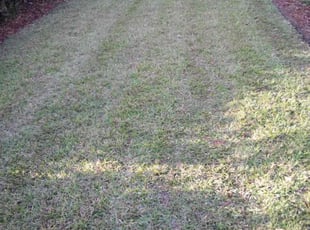Hue D.'s Lawn Mowing Service service result