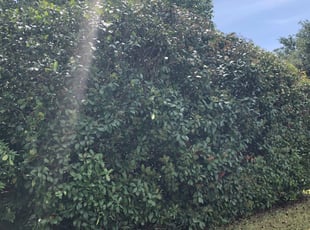 Bush Trimming by Justin Power for Robert R. in Fort Worth, TX