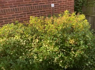 Bush Trimming by Terrence Wilson for Vera R. in Chicago, IL