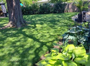 Odell D.'s Lawn Service service result