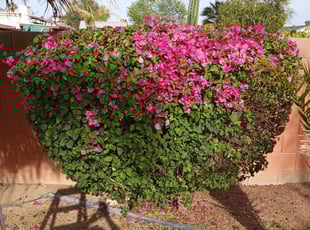 Bush Trimming by Jacob Tyler for Keenan G. in Phoenix, AZ