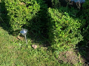 Bush Trimming by Tyler Stewart for Judy R. in South Euclid, OH