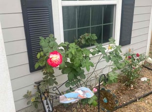 Bush Trimming by Jean Claude Zephirin for Valerie H. in Jacksonville, FL