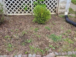 Weeding by Abdelaziz Kheribot for Fallon W. in Baltimore, MD
