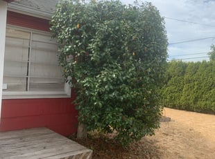 Bush Trimming by Antonio Ortega for Amy F. in Portland, OR