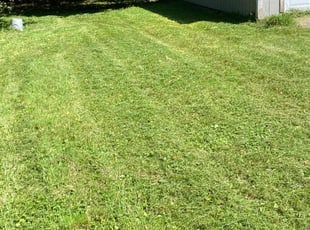 Kenneth M.'s Grass Cutting service result