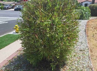 Mary H.'s Bush Trimming service result