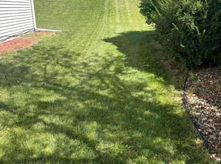 Tess C.'s Grass Cutting service result