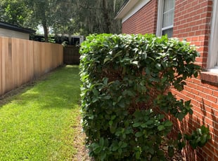 Bush Trimming by John Thompson for Maria Luisa R. in Jacksonville, FL