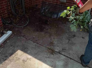 Cleanups by Kevin Rhyne for Dalton W. in Madison, WI