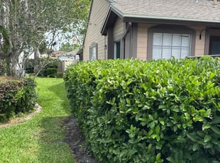 Bush Trimming by Christopher Oropeza for Abby L. in Longwood, FL