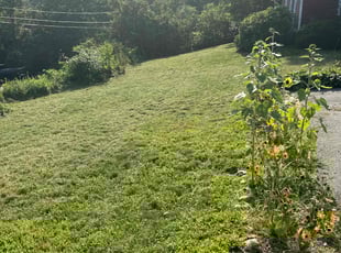 Luz M.'s Lawn Service service result