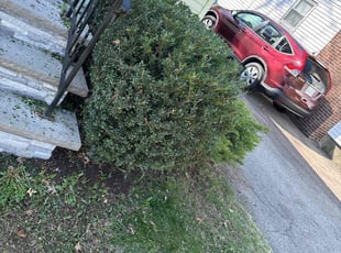 Bush Trimming by Matthew Achey for Kevin P. in Providence, RI