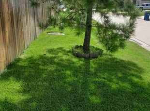 Thomeshia R.'s Yard Cutting service result
