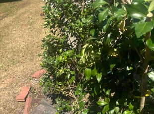 Bush Trimming by Tevin Cofield for Maneesha G. in Apex, NC