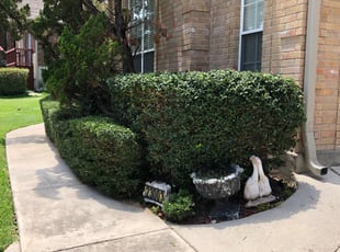 Bush Trimming by Juan Vazquez for Robert W. in San Antonio, TX