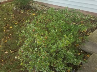 Bush Trimming by brian sayrs jr for Tameka S. in Manassas Park, VA
