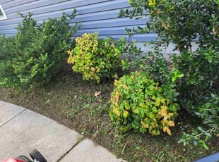 Weeding by Jay M for Jo K. in Norfolk, VA